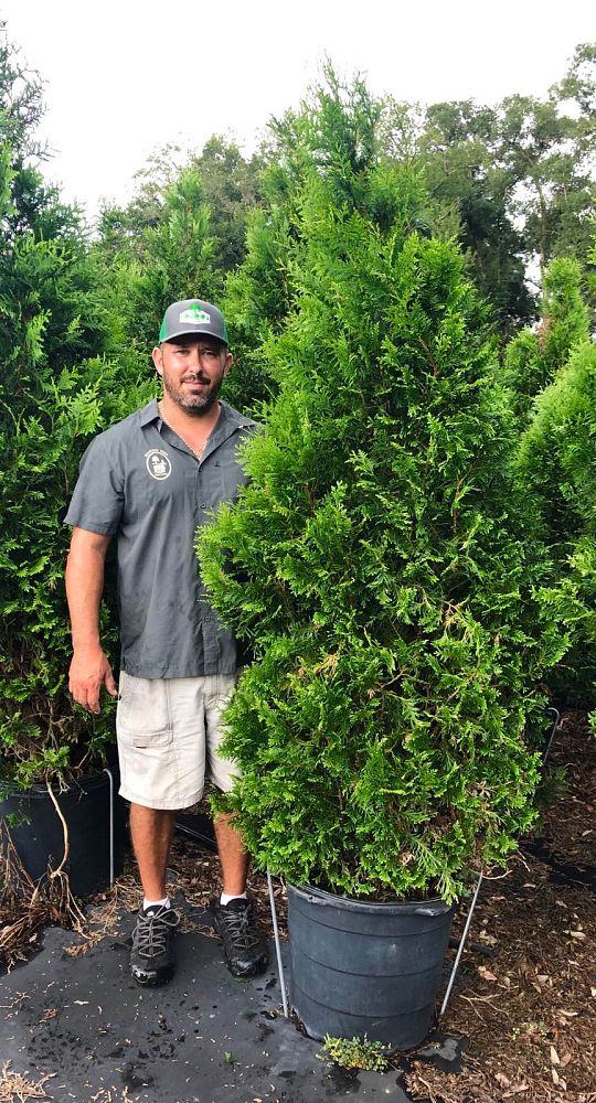 thuja-plicata-green-giant-western-red-cedar-giant-arborvitae