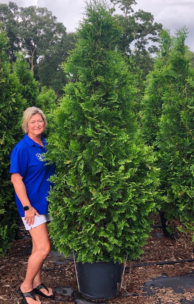 thuja-plicata-green-giant-western-red-cedar-giant-arborvitae