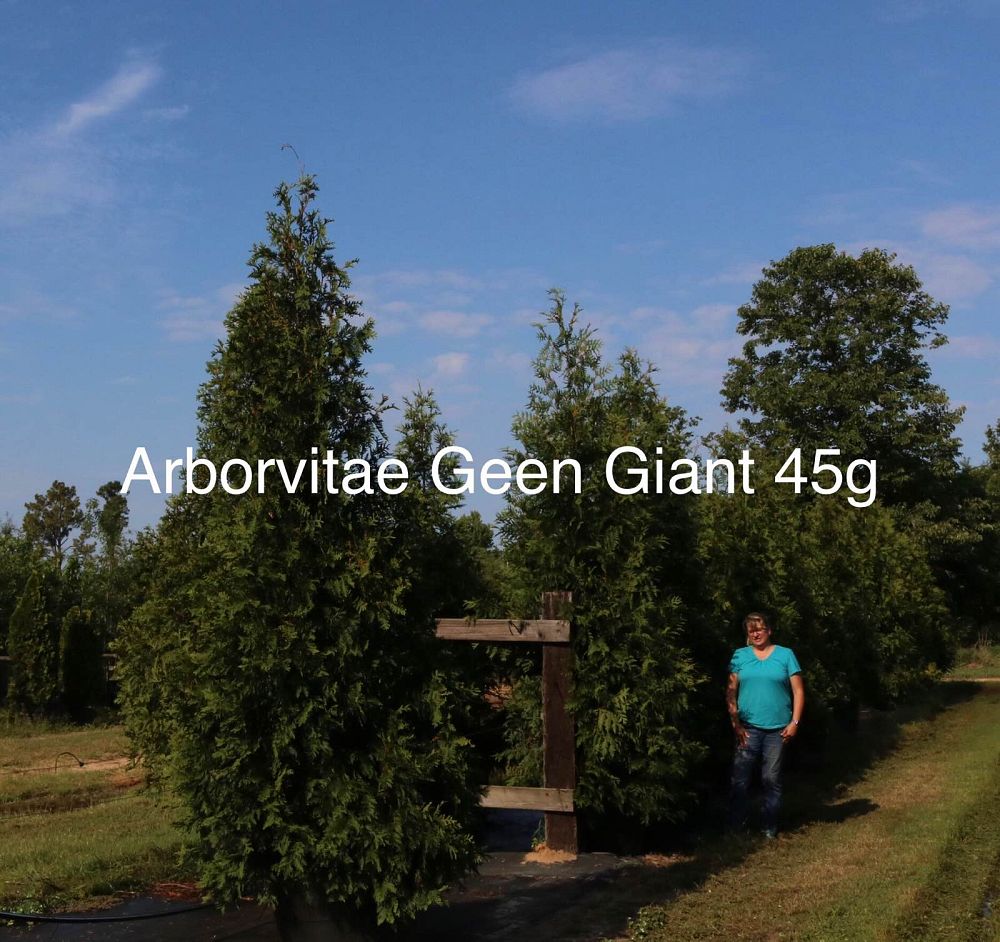 thuja-plicata-green-giant-western-red-cedar-giant-arborvitae