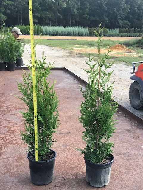 thuja-plicata-green-giant-western-red-cedar-giant-arborvitae