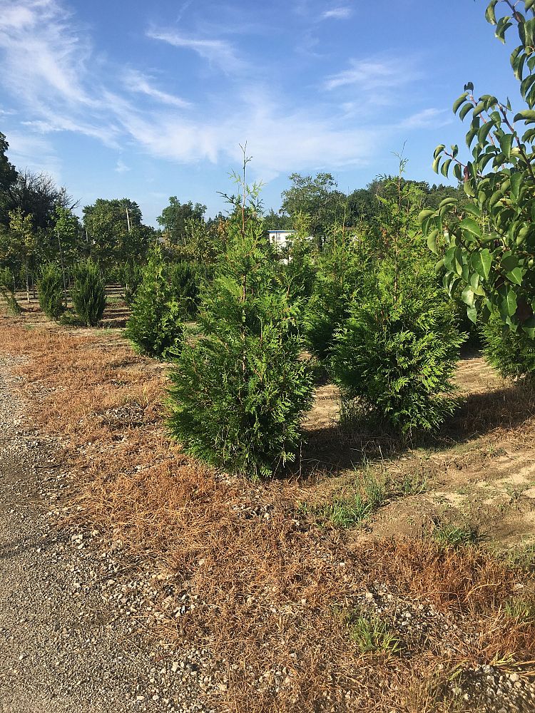 thuja-plicata-green-giant-western-red-cedar-giant-arborvitae