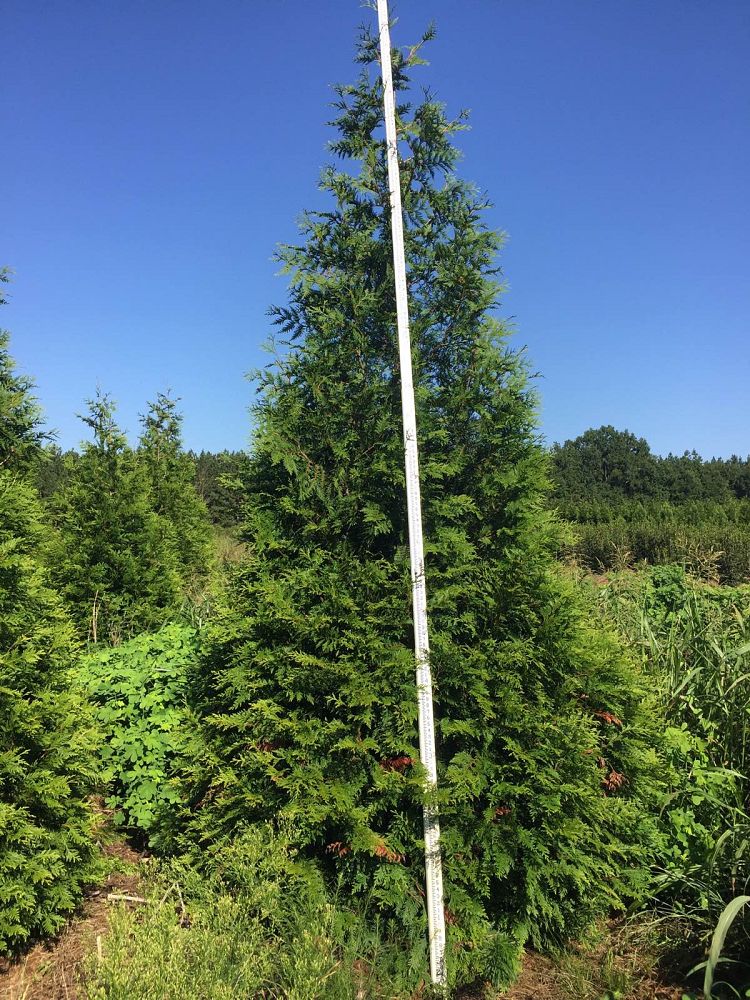 thuja-plicata-green-giant-western-red-cedar-giant-arborvitae