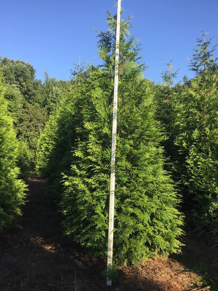 thuja-plicata-green-giant-western-red-cedar-giant-arborvitae
