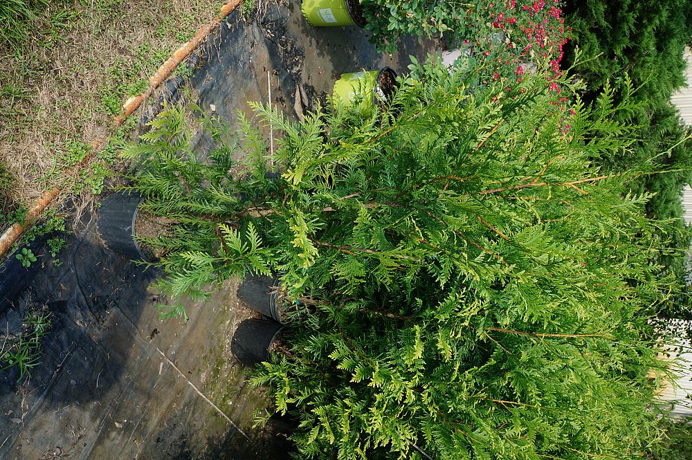 thuja-plicata-green-giant-western-red-cedar-giant-arborvitae