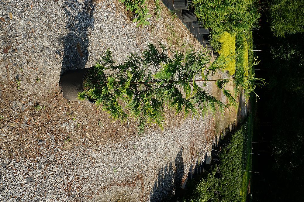 thuja-plicata-green-giant-western-red-cedar-giant-arborvitae