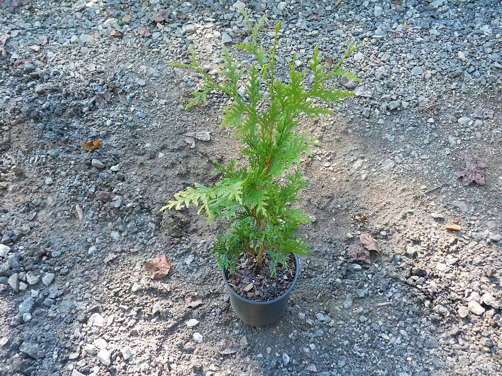 thuja-plicata-green-giant-western-red-cedar-giant-arborvitae