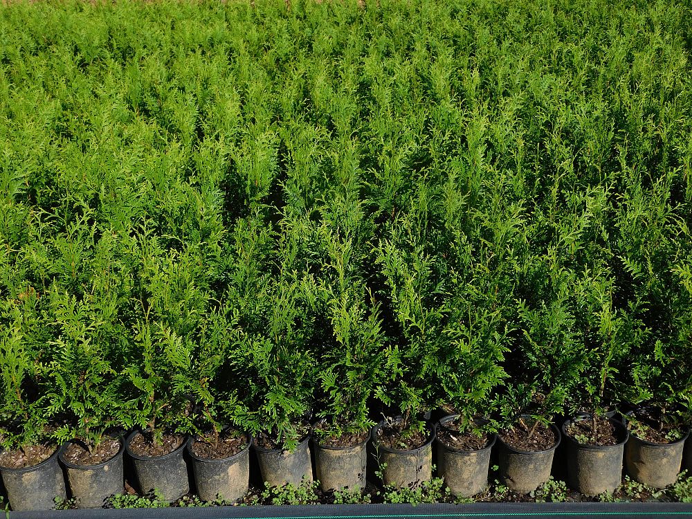 thuja-plicata-green-giant-western-red-cedar-giant-arborvitae