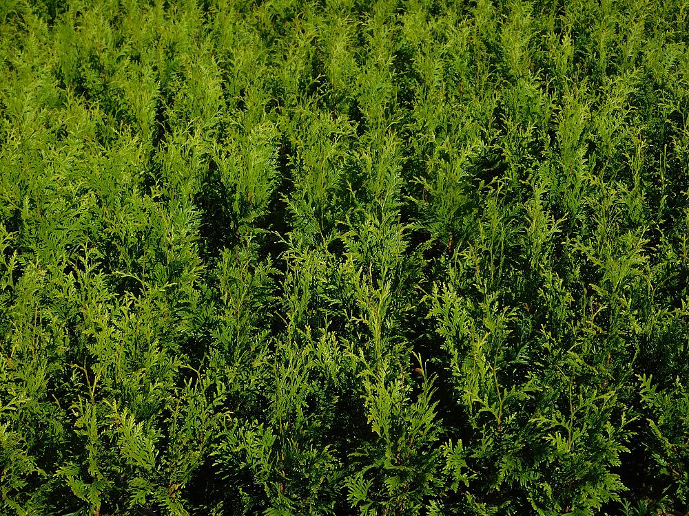 thuja-plicata-green-giant-western-red-cedar-giant-arborvitae
