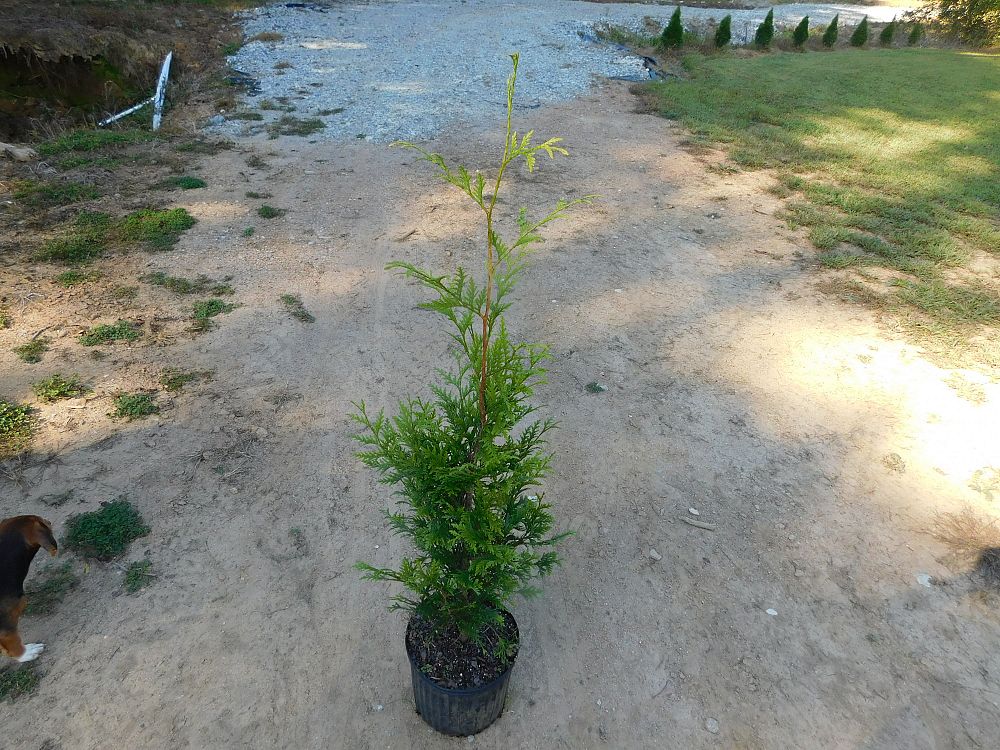 thuja-plicata-green-giant-western-red-cedar-giant-arborvitae