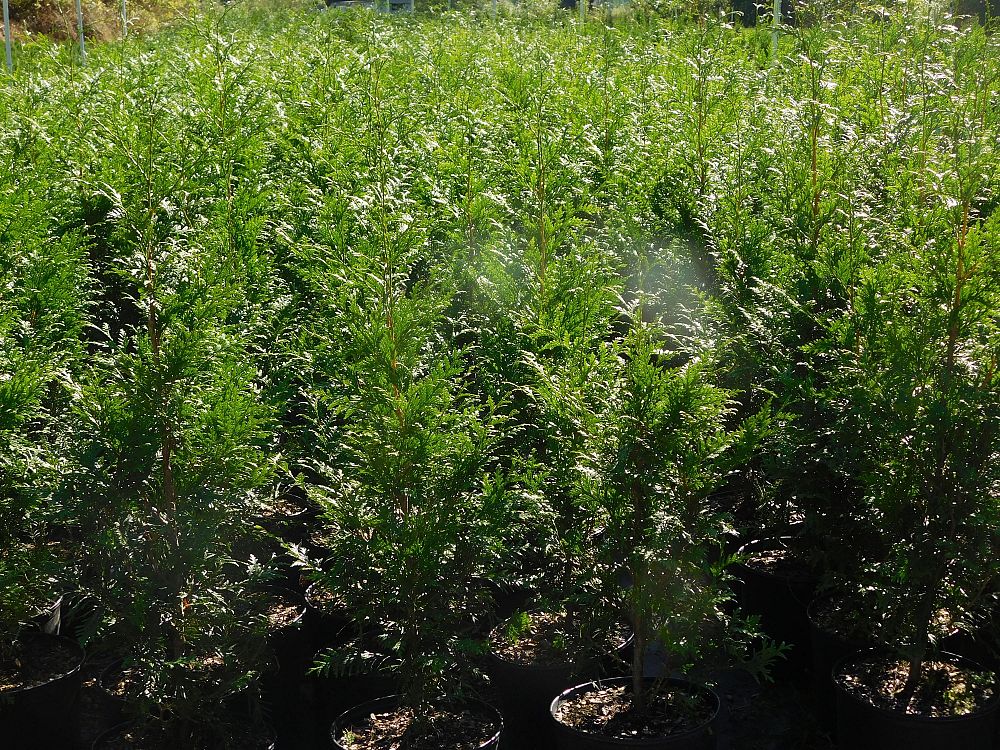 thuja-plicata-green-giant-western-red-cedar-giant-arborvitae