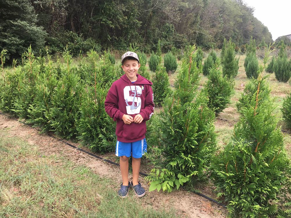 thuja-plicata-green-giant-western-red-cedar-giant-arborvitae
