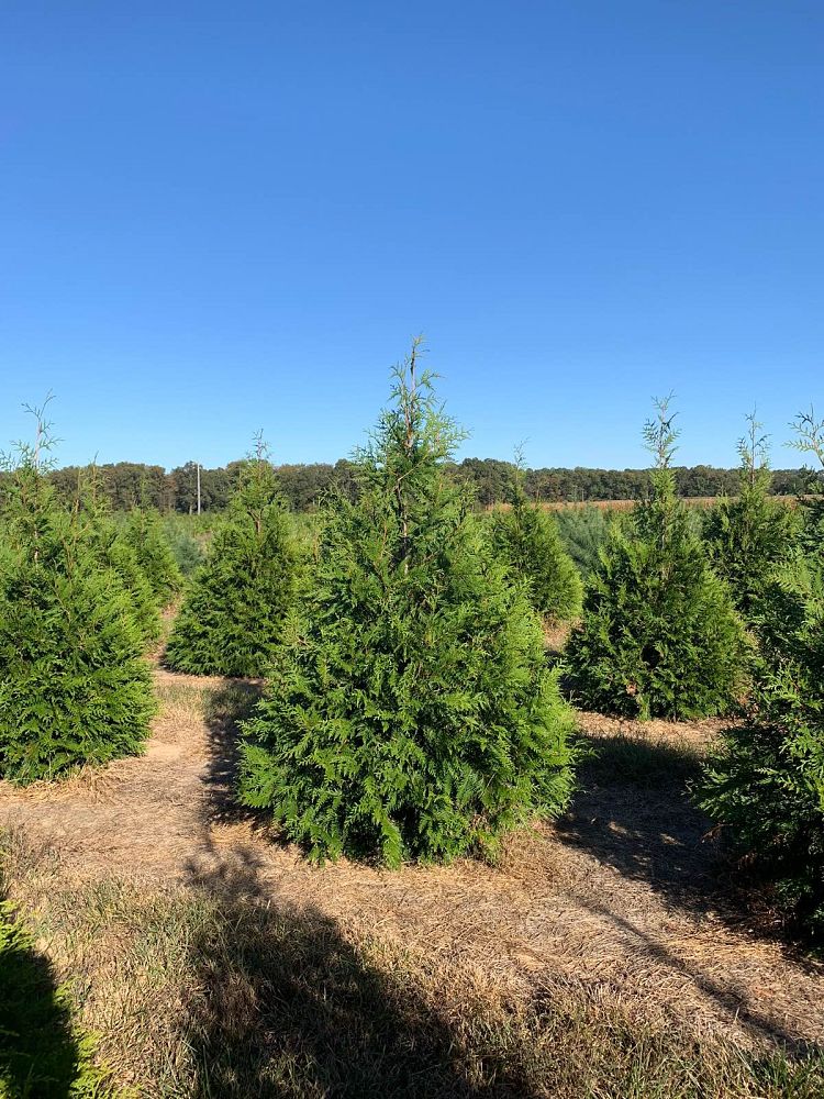 thuja-plicata-green-giant-western-red-cedar-giant-arborvitae