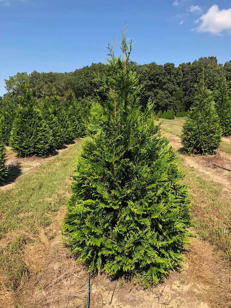 thuja-plicata-green-giant-western-red-cedar-giant-arborvitae