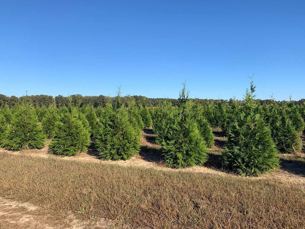 thuja-plicata-green-giant-western-red-cedar-giant-arborvitae