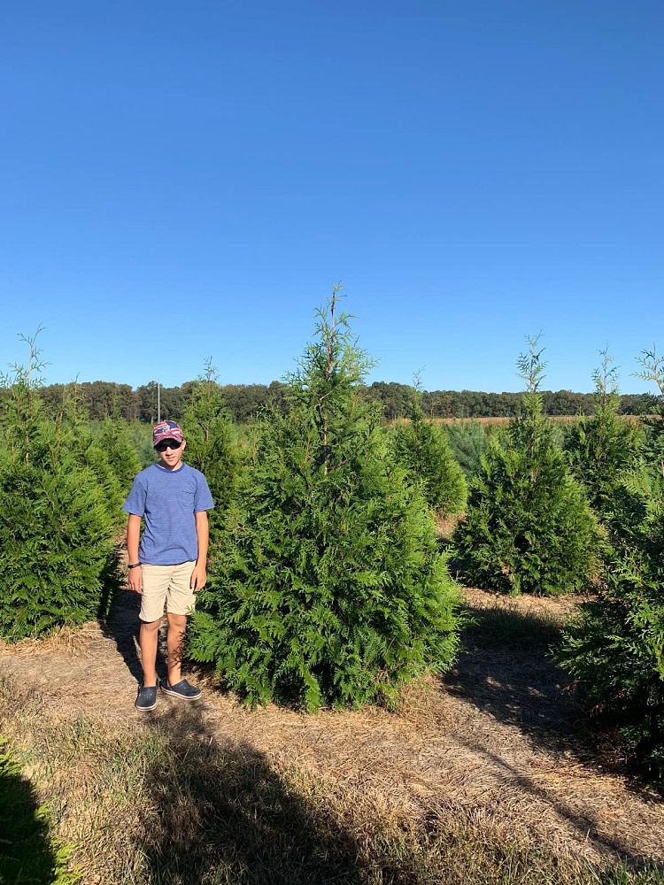 thuja-plicata-green-giant-western-red-cedar-giant-arborvitae