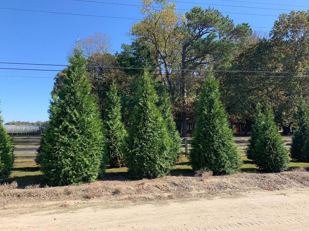 thuja-plicata-green-giant-western-red-cedar-giant-arborvitae