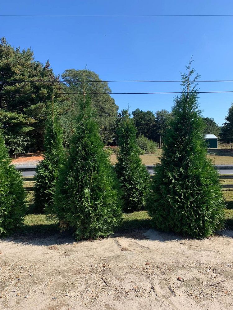 thuja-plicata-green-giant-western-red-cedar-giant-arborvitae