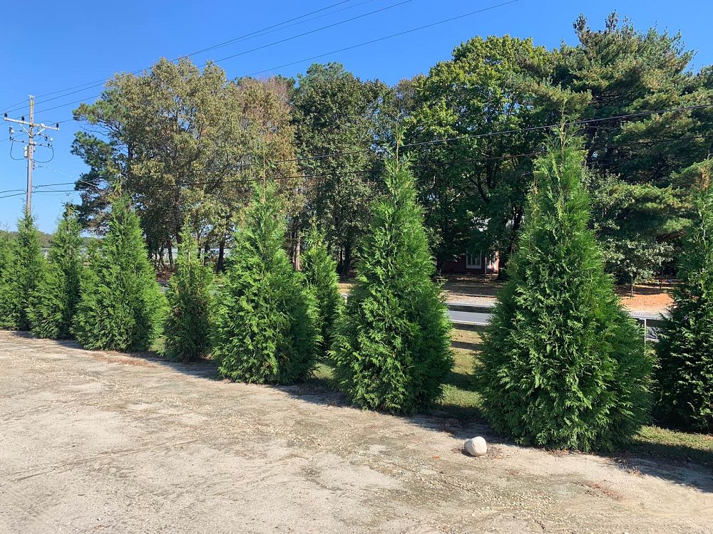 thuja-plicata-green-giant-western-red-cedar-giant-arborvitae
