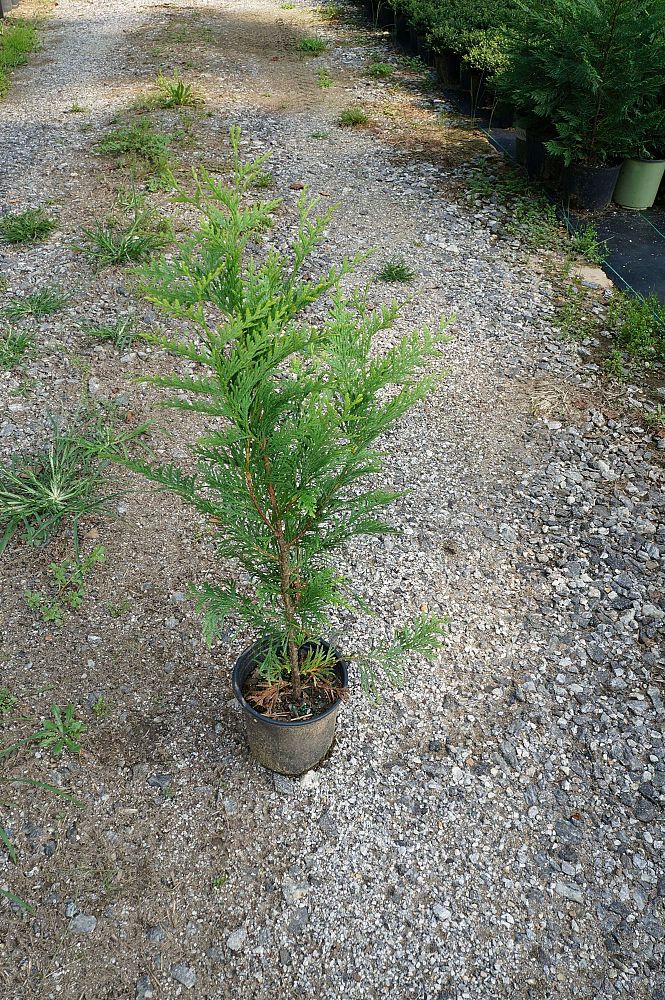 thuja-plicata-green-giant-western-red-cedar-giant-arborvitae