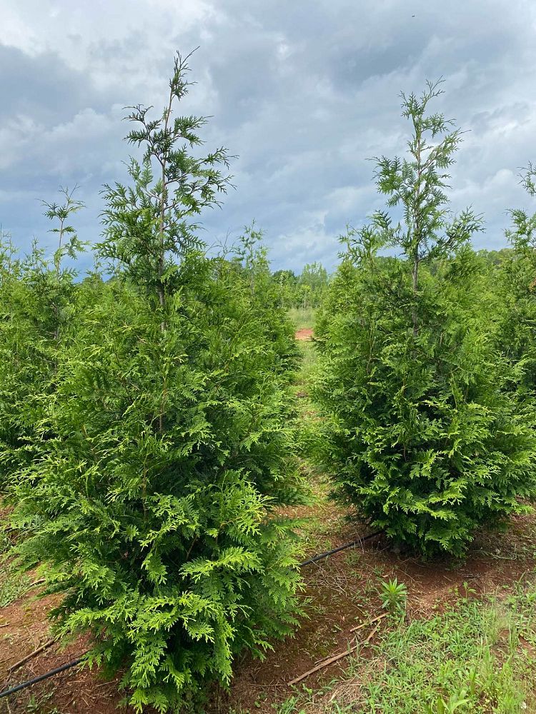 thuja-plicata-green-giant-western-red-cedar-giant-arborvitae