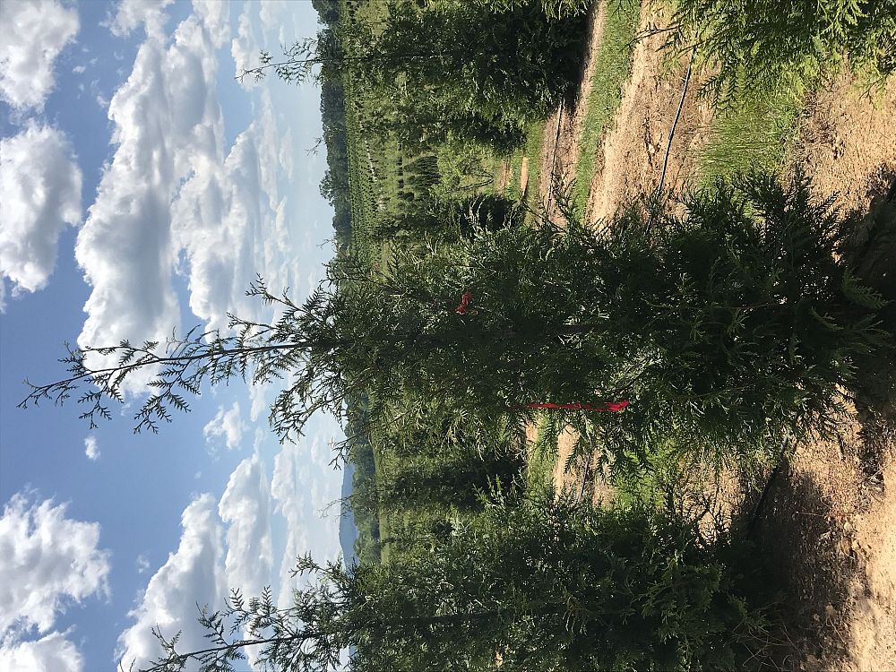 thuja-plicata-green-giant-western-red-cedar-giant-arborvitae