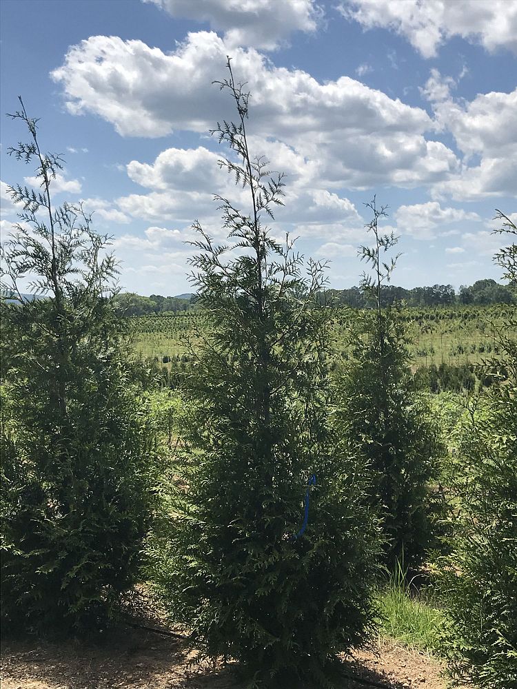 thuja-plicata-green-giant-western-red-cedar-giant-arborvitae