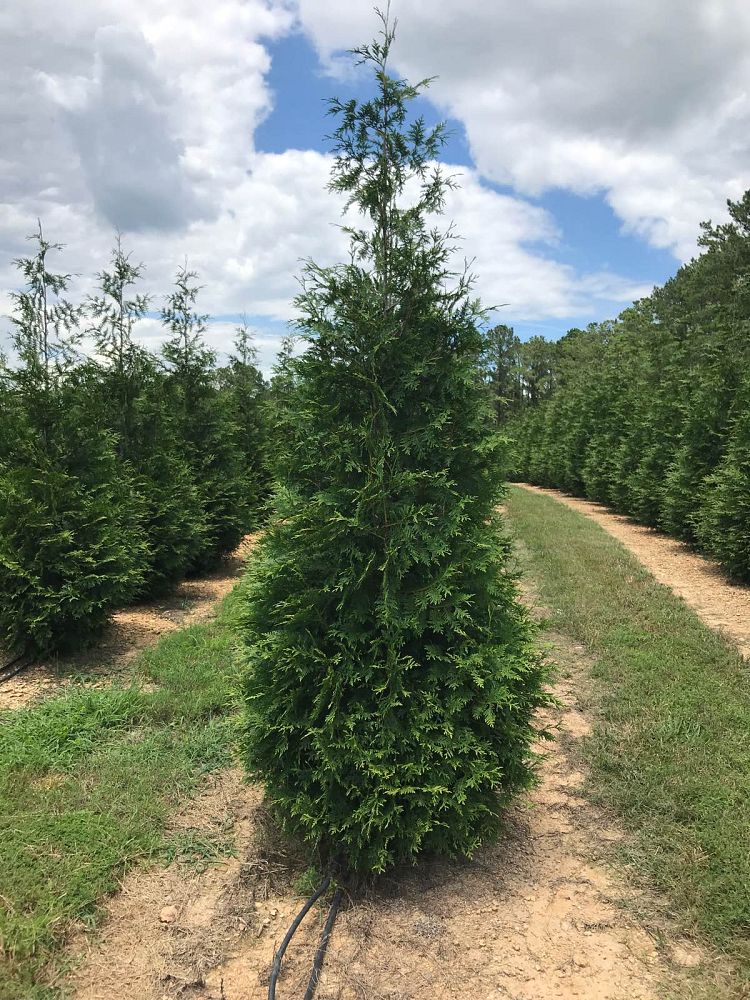 thuja-plicata-green-giant-western-red-cedar-giant-arborvitae