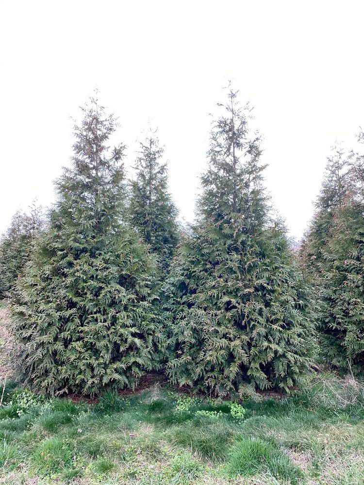 thuja-plicata-green-giant-western-red-cedar-giant-arborvitae