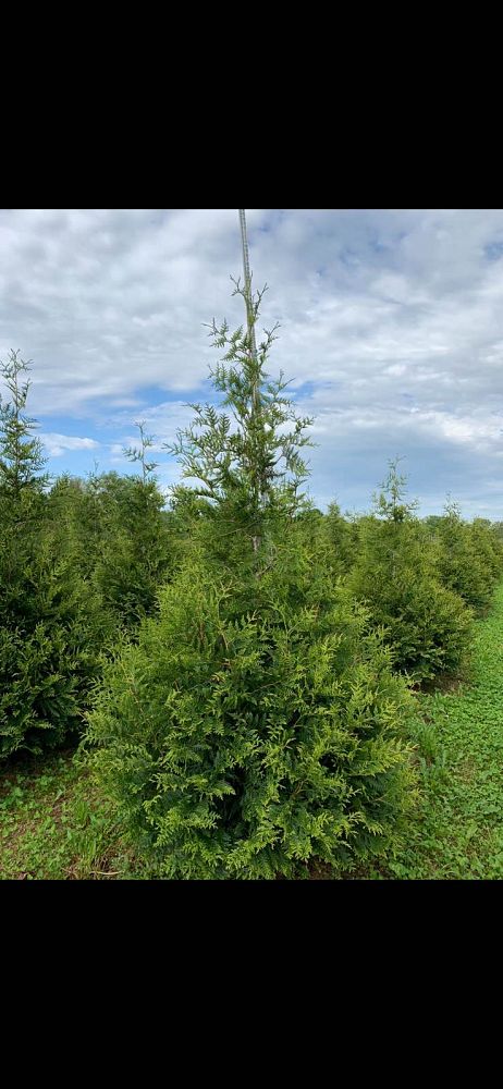 thuja-plicata-green-giant-western-red-cedar-giant-arborvitae