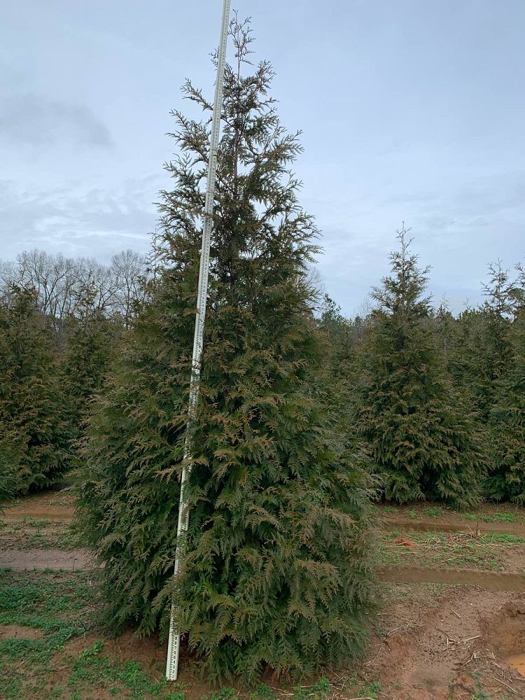 thuja-plicata-green-giant-western-red-cedar-giant-arborvitae