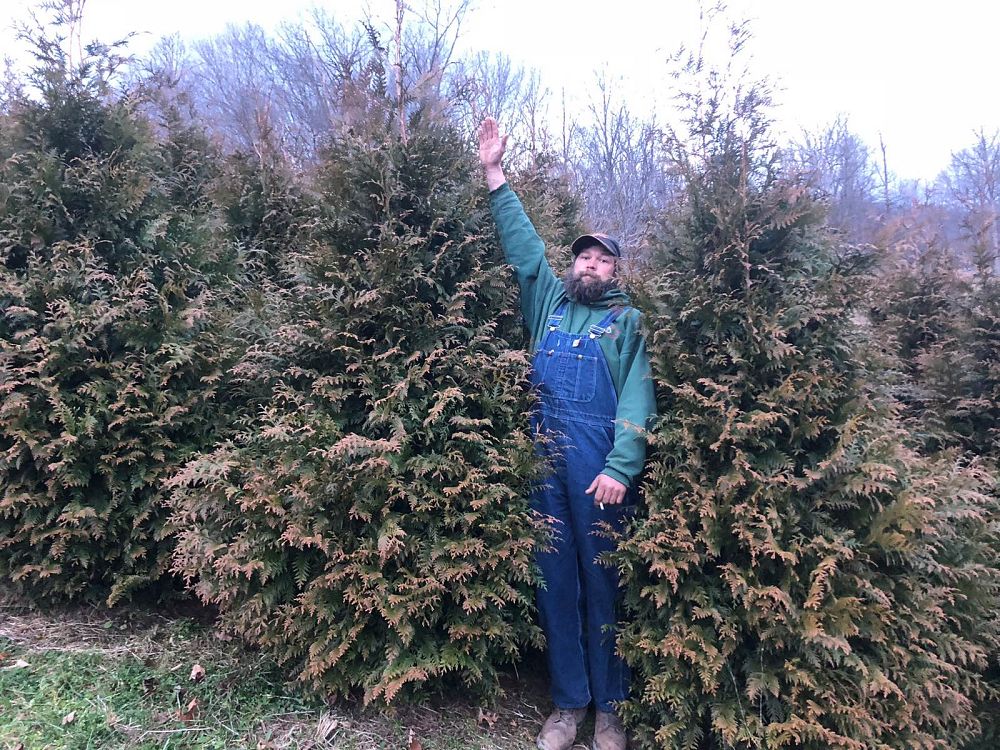 thuja-plicata-green-giant-western-red-cedar-giant-arborvitae