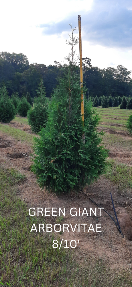 thuja-plicata-green-giant-western-red-cedar-giant-arborvitae