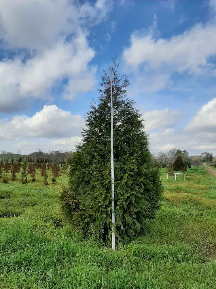 thuja-plicata-green-giant-western-red-cedar-giant-arborvitae