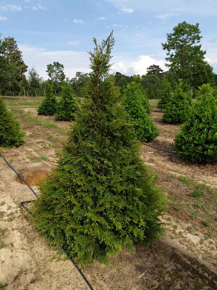 thuja-plicata-green-giant-western-red-cedar-giant-arborvitae