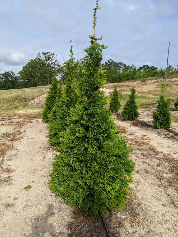 thuja-plicata-green-giant-western-red-cedar-giant-arborvitae