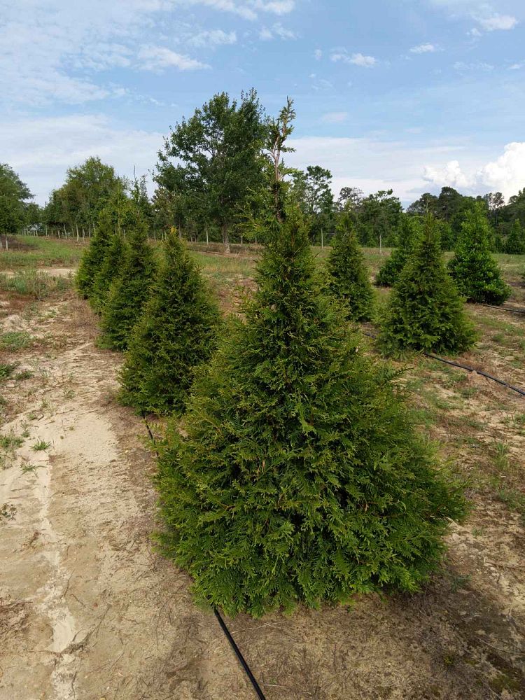 thuja-plicata-green-giant-western-red-cedar-giant-arborvitae