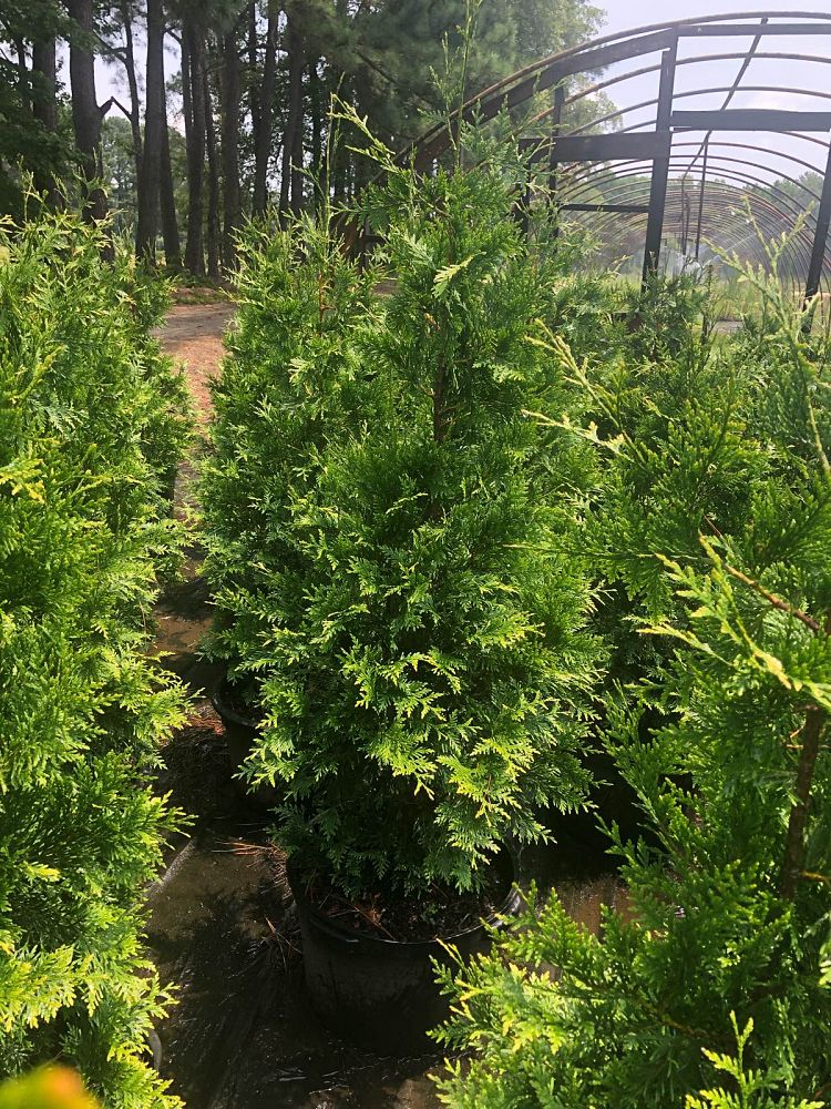 thuja-plicata-green-giant-western-red-cedar-giant-arborvitae