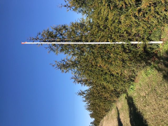 thuja-plicata-green-giant-western-red-cedar-giant-arborvitae