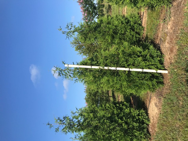 thuja-plicata-green-giant-western-red-cedar-giant-arborvitae