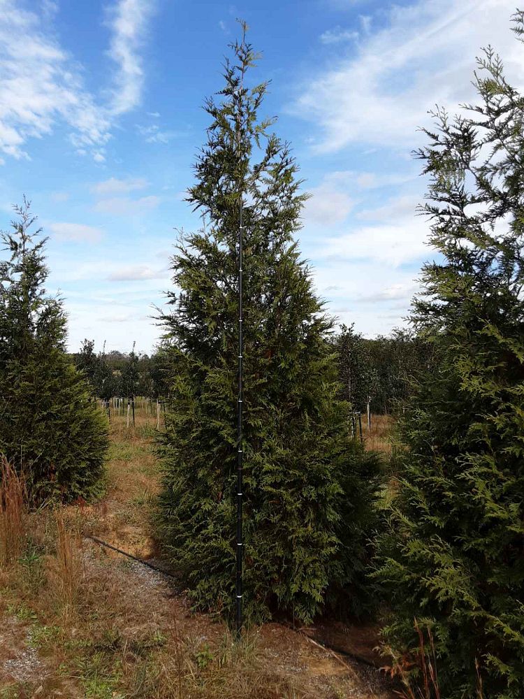thuja-plicata-green-giant-western-red-cedar-giant-arborvitae