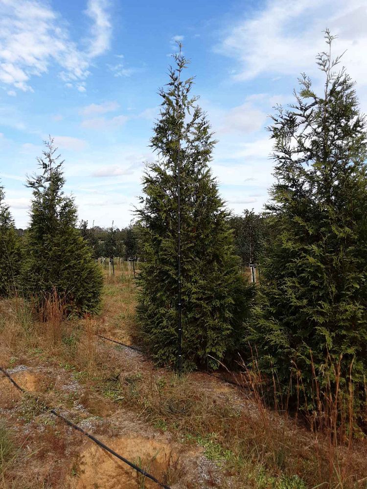 thuja-plicata-green-giant-western-red-cedar-giant-arborvitae
