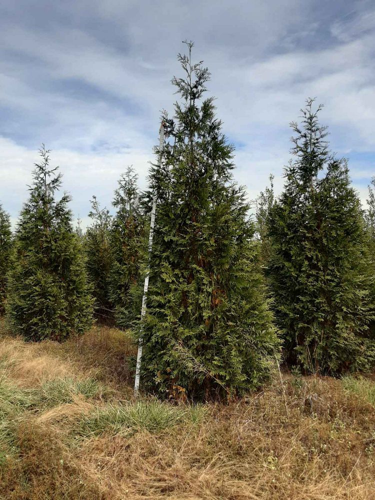thuja-plicata-green-giant-western-red-cedar-giant-arborvitae