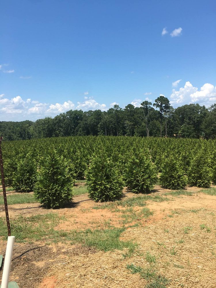 thuja-plicata-green-giant-western-red-cedar-giant-arborvitae