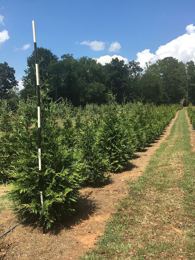 thuja-plicata-green-giant-western-red-cedar-giant-arborvitae