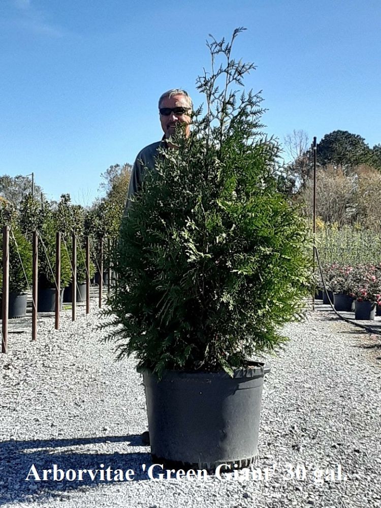 thuja-plicata-green-giant-western-red-cedar-giant-arborvitae