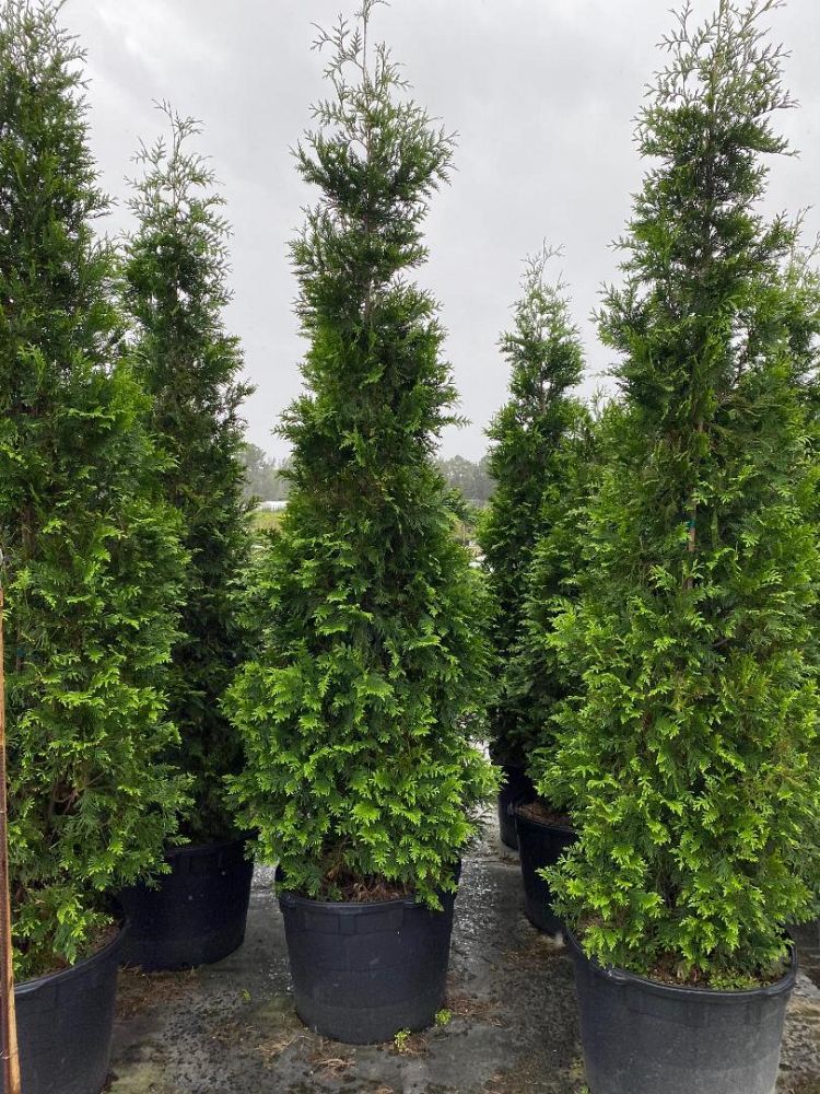 thuja-plicata-green-giant-western-red-cedar-giant-arborvitae