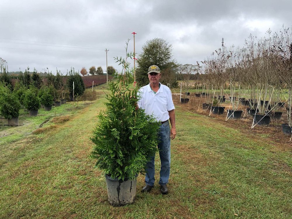 thuja-plicata-green-giant-western-red-cedar-giant-arborvitae