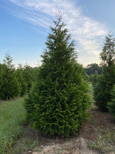 thuja-plicata-green-giant-western-red-cedar-giant-arborvitae