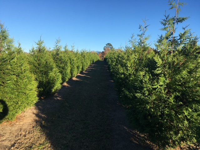 thuja-plicata-green-giant-western-red-cedar-giant-arborvitae