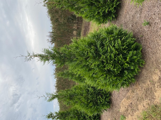 thuja-plicata-green-giant-western-red-cedar-giant-arborvitae